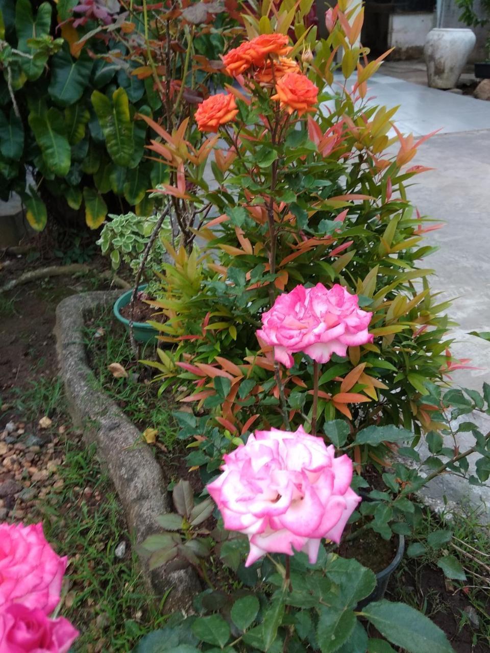 Leisure In גאלה מראה חיצוני תמונה